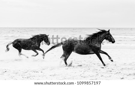 Two brown horses running fast on the seashore. Freedom and wildness. Galopade. Black and white photography.