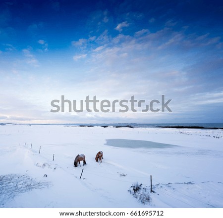 Zwei braune Islandpferdestupsen ihre Nasen im Schneeaneinande