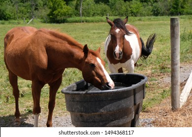 1,091 Horse trough Images, Stock Photos & Vectors | Shutterstock