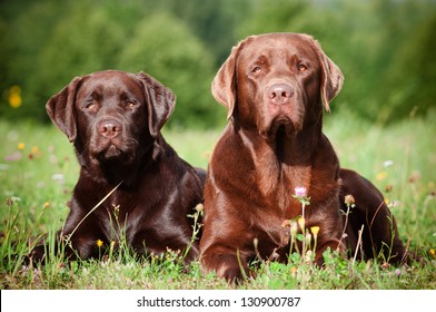 two brown labrador retriever dogs