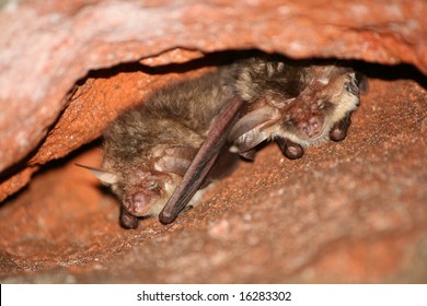 Two brown long-eared bats are sleeping in military fort