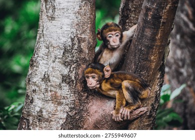 Two brown monkeys in a tree