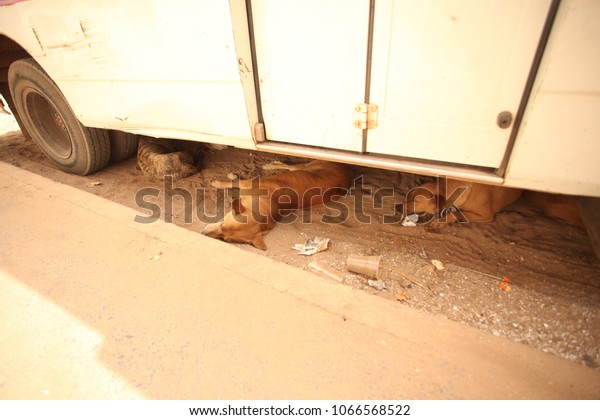 two brown\
mutt dogs sleeping under a white bus, in the Gambia, Africa, on a\
sunny day outside, with natural\
sunlight