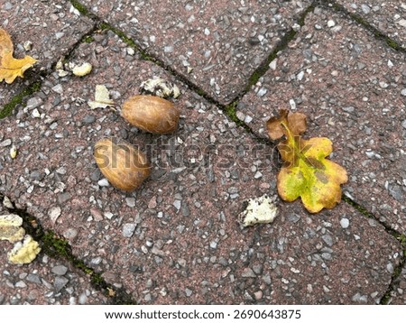 Two Brown Nuts On A Brick Path With Fallen Leaves In Autumn