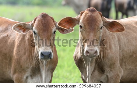 Two brown oxen with no horns on a fattening regimen. Beautiful animals.