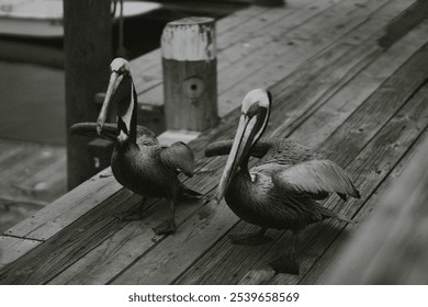 Two brown pelicans standing on a wooden dock. The pelicans are facing each other with their wings partially spread. The background shows a body of water and a wooden post - Powered by Shutterstock