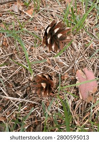 Two brown pine cones lying on dry grass, pine needles and natural forest ground