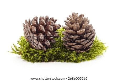 Two brown pine cones resting on a soft patch of green moss, isolated on white background. Natural forest composition symbolizing autumn, woodland ecology, and seasonal nature elements.