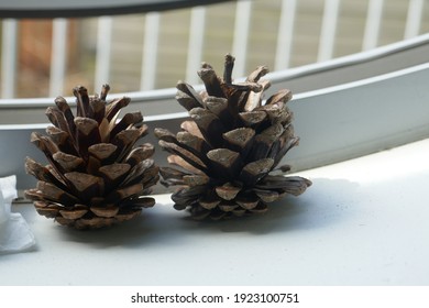 two brown pinecones by a window