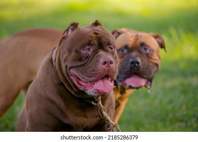 Two Brown Pitbull Puppy On The Green Field.