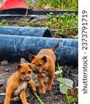two brown puppies while playing between pipes