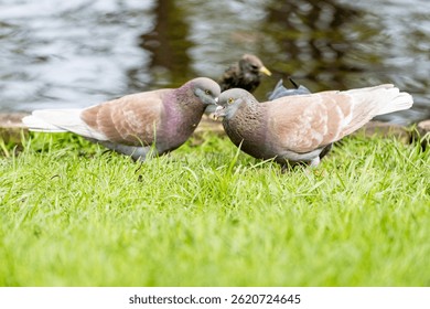 Two Brown Rock Pigeons Interacting on Green Grass near a Pond in Natural Setting. Wild Pigeons Feeding and Socializing Outdoors by the Water