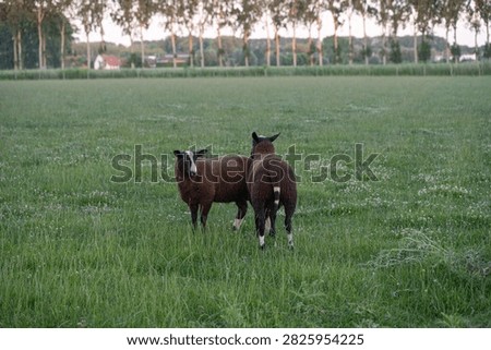 Two brown sheep standing close together in grassy meadow beside distant tree line at dusk, calm rural pasture scene with soft evening light, clover, open field, and quiet countryside