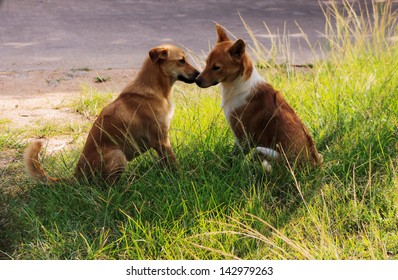 Two Brown Sitting Dogs Kissing On The Field Near The Road