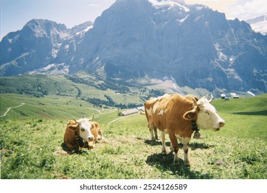 Two brown, swiss cows in Grindelwald, Switzerland. Rolling green hills, meadow, wildflowers, and mountains with snowy peaks. Cows have horns and bells. Taken on a film camera.  - Powered by Shutterstock