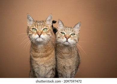 Two Brown Tabby Cat Siblings Standing Side By Side Looking At Camera Tone On Tone Portrait On Brown Background With Copy Space