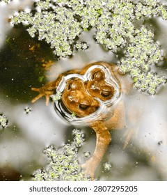 Two brown toads float together in pond water surrounded by tiny green duckweed plants. Amphibians surface among floating aquatic vegetation in close up view.