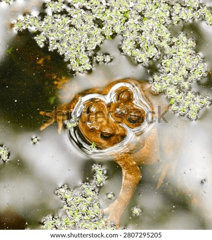 Two brown toads float together in pond water surrounded by tiny green duckweed plants. Amphibians surface among floating aquatic vegetation in close up view.