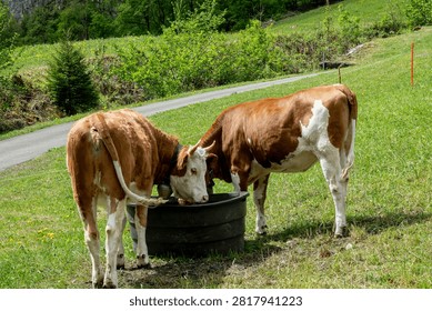 Two brown and white cows drinking water from a trough in a green pasture.