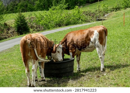 Two brown and white cows drinking water from a trough in a green pasture.