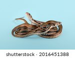 Two Brown Xenochrophis snake isolated on blue background.