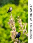 The two brown-headed bullock birds (Molothrus ater) perched atop a small shrub near a lush, leafy tree