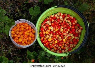 Two buckets full of cloudberries