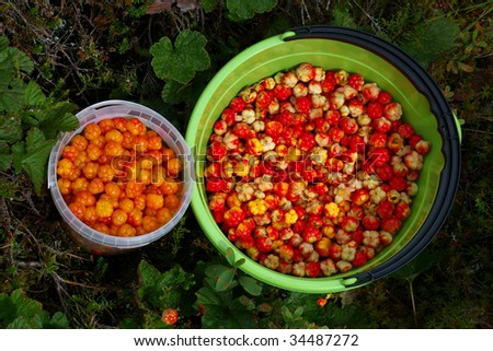 Two buckets full of cloudberries