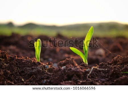 Two bud young small of corn coleoptile in the evening sunset