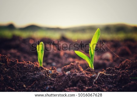 Two bud young small of corn coleoptile in the evening sunset in vintage style