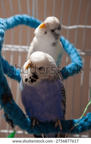 Two budgerigar parrots perched inside a cage with colorful rope. Domestic birds in a home environment.