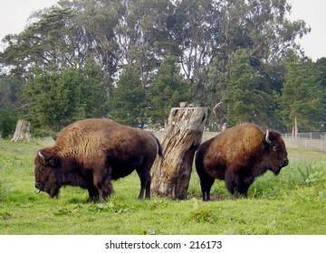 udbytte Kilauea Mountain Grundlægger Two Buffalo Buffalo Paddock Golden Gate Stock Photo (Edit Now) 216173