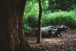 Two Buffalos Lie Down During A Day Next To The Trees In Green Forest, Thailand