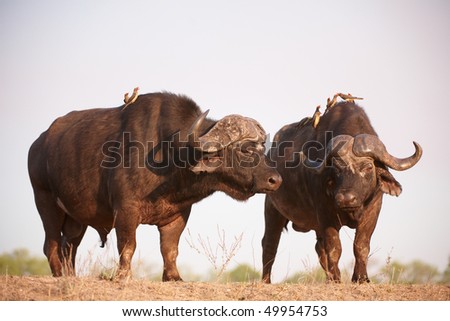 Two Buffalos (Syncerus caffer) close-up with Red-billed Oxpeckers (Buphagus erythrorhynchus) in the wild in South Africa