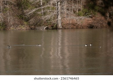 Two bufflehead duck hens (Bucephala albeola) landing near two other bufflehead hens and two male lesser scaup ducks (Aythya affinis) 