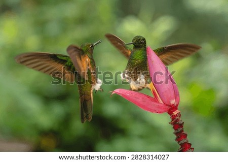 Two buff-tailed coronets squabble over banana flower