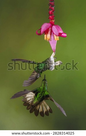 Two buff-tailed coronets squabble under banana flower