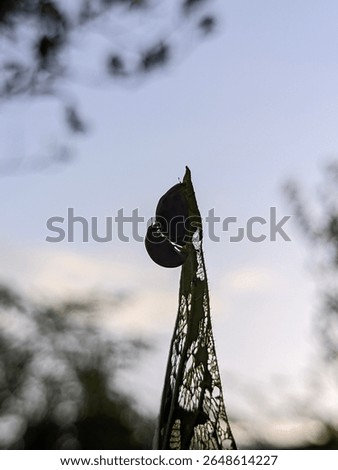 Two bug silhouetted on a tattered leaf against a bright sky, symbolizing resilience and nature's intricate beauty.
