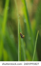 Two bugs are on a green leaf. The bugs are brown and red. The leaf is wet
