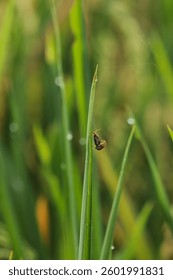 Two bugs are on a green leaf. The bugs are brown and red. The leaf is wet
