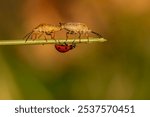 Two bugs are on a leaf, one is a ladybug and the other is a bug. The ladybug is on top of the other bug, which is smaller and has a different color. The scene is peaceful and calm