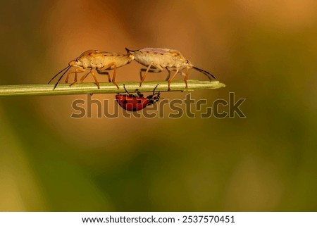 Two bugs are on a leaf, one is a ladybug and the other is a bug. The ladybug is on top of the other bug, which is smaller and has a different color. The scene is peaceful and calm