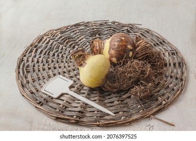 Two  Bulb  Of Hippeastrum (amaryllis) With Roots And Garden   Plate For Variety Name On A Wicker Circle