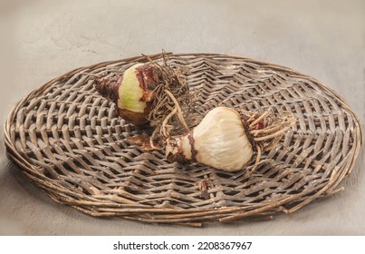 Two Bulbs  Of Hippeastrum (amaryllis) With Roots On A Wicker Circle  On A Gray Table 