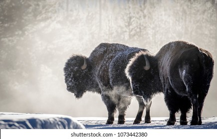 Two bull bison in profile backlit with ice and frost in their fur, breathing clouds of steam in a cold yellowstone winter