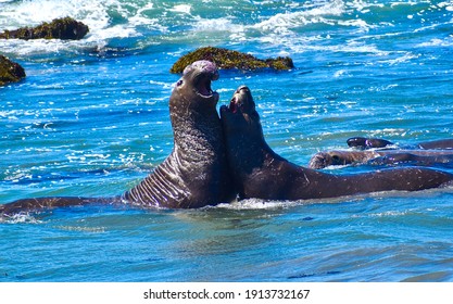 Two Bull Elephant Seals Fighting In Bright Blue Ocean 