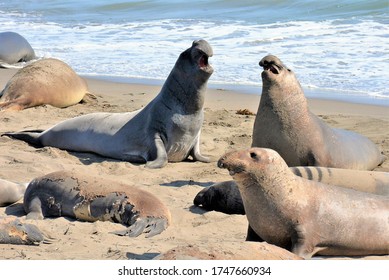 Two Bull Elephant Seals Resting Between Fighting 