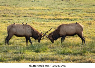 Two bull elk sparing holds little concern for the starlings picking parasites off the elks' backs. - Shutterstock ID 2242435403