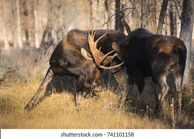 573 Two moose forest Images, Stock Photos & Vectors | Shutterstock