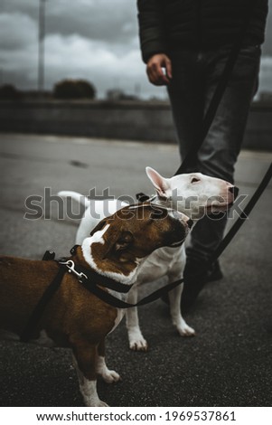two bull terriers lookup
